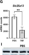 SLC25A13 Antibody - BSA Free