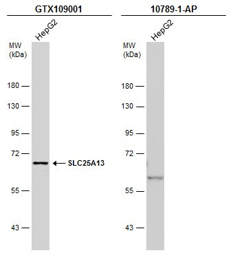 SLC25A13 Antibody - BSA Free