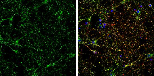 CRMP5 Antibody - BSA Free