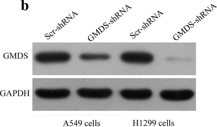 GMDS Antibody