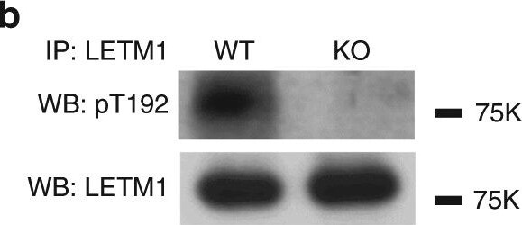 LETM1 Antibody