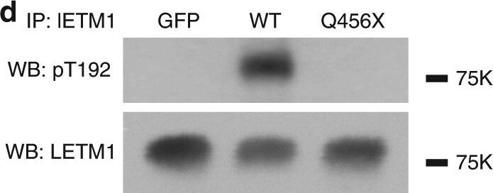 LETM1 Antibody