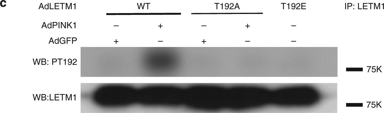 LETM1 Antibody