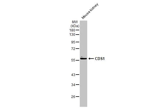 CDS1 Antibody