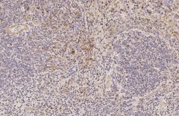RAC2 Antibody