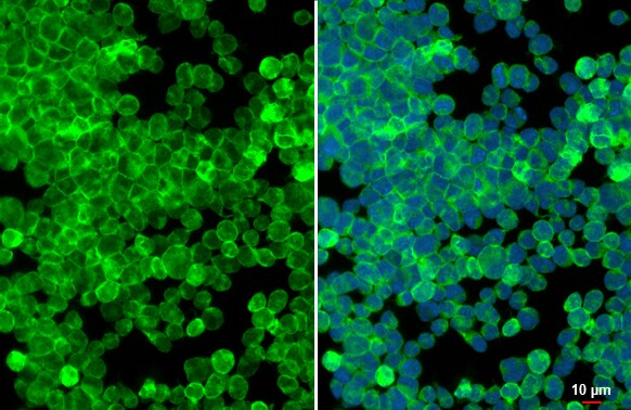 RAC2 Antibody