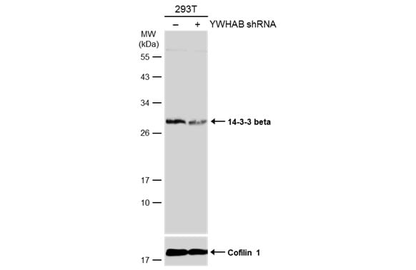 14-3-3 beta/alpha Antibody - BSA Free