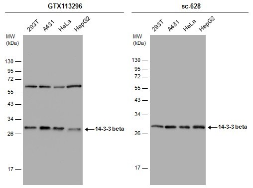 14-3-3 beta/alpha Antibody - BSA Free