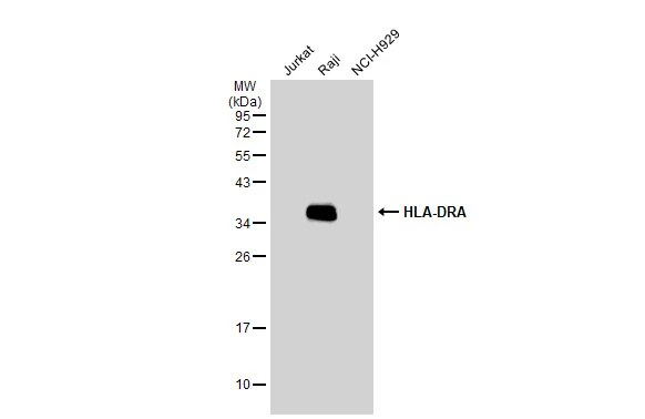 HLA DRA Antibody