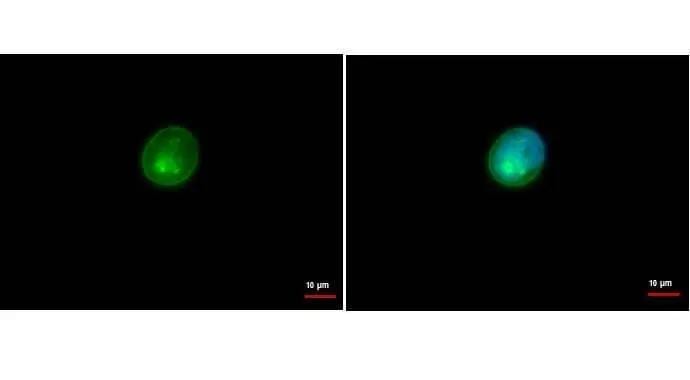 HLA DRA Antibody