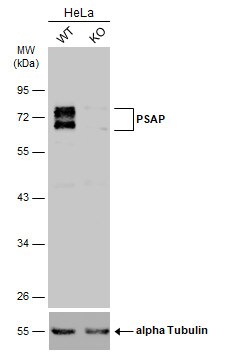 PSAP Antibody