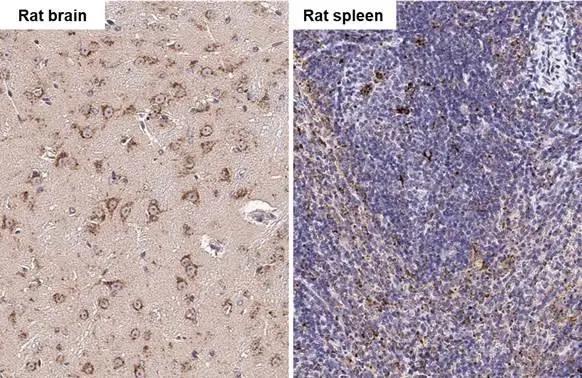 PSAP Antibody - BSA Free