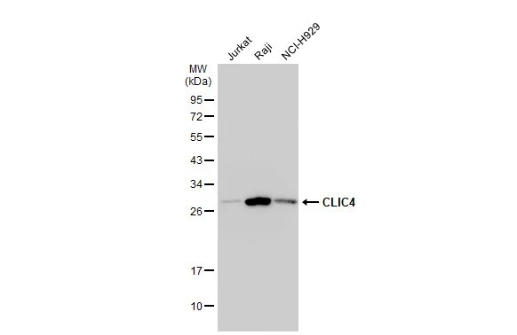 CLIC4 Antibody