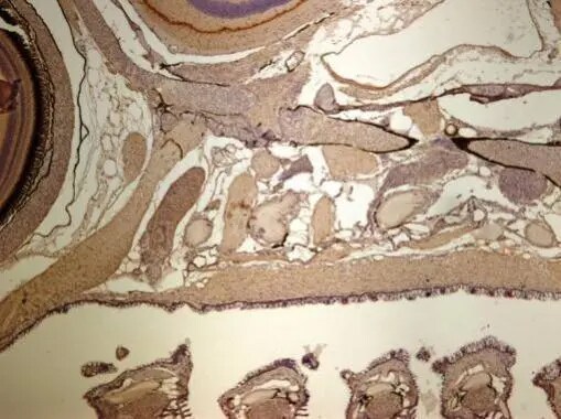 CLIC4 Antibody