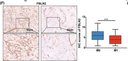 Fibulin 2 Antibody - BSA Free