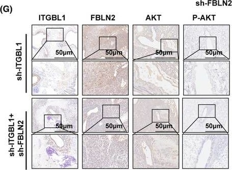 Fibulin 2 Antibody - BSA Free