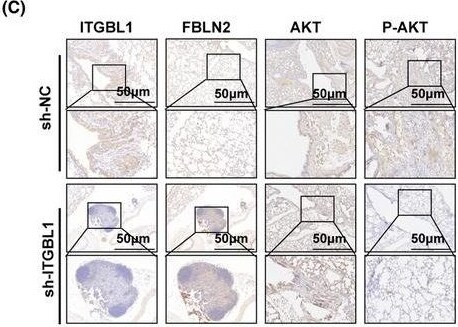 Fibulin 2 Antibody - BSA Free