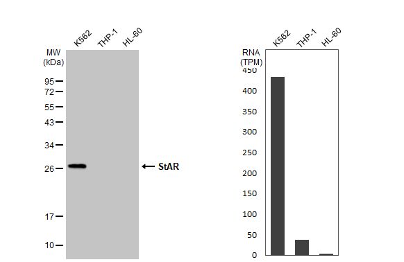 StAR Antibody