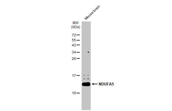 NDUFA5 Antibody - BSA Free
