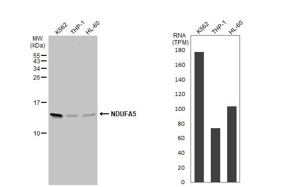 NDUFA5 Antibody - BSA Free