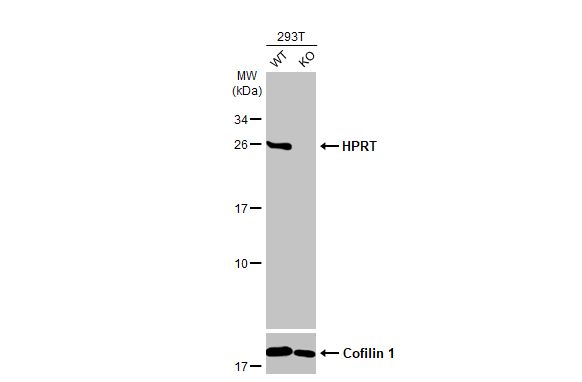 HPRT Antibody