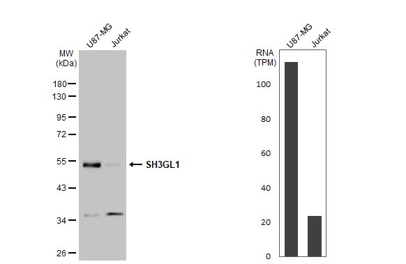 EEN Antibody
