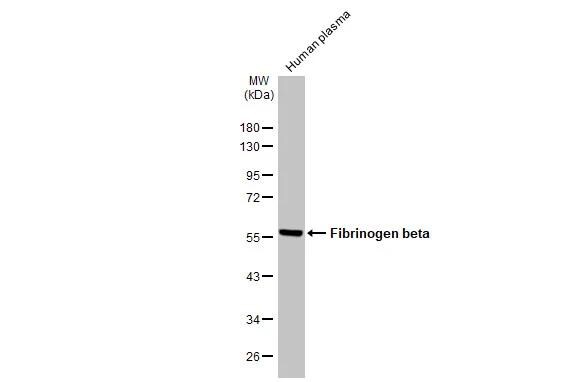 Fibrinogen beta chain Antibody - BSA Free