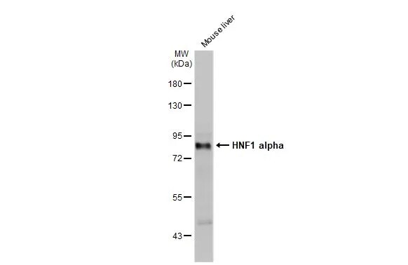 HNF1 Antibody