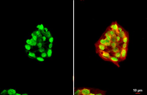 HNF1 Antibody