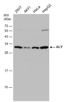 Aly Antibody