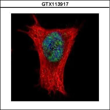 Aly Antibody - BSA Free
