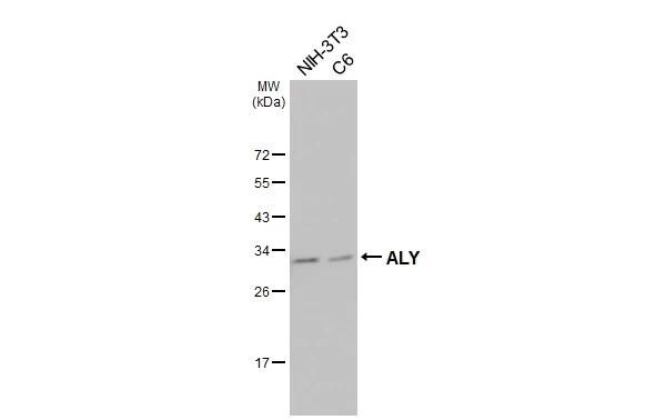 Aly Antibody - BSA Free