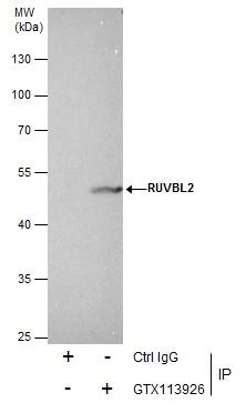 RUVBL2 Antibody - BSA Free