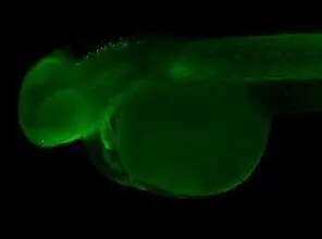 FHL2 Antibody
