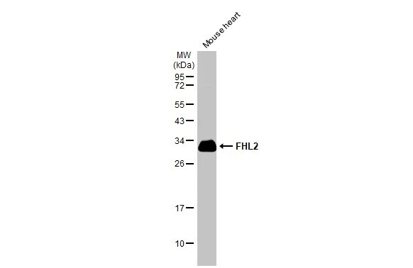 FHL2 Antibody