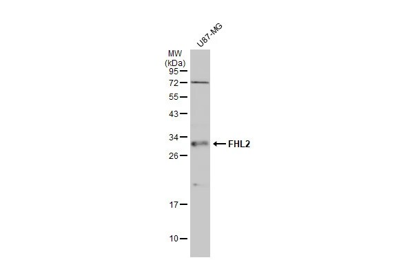 FHL2 Antibody