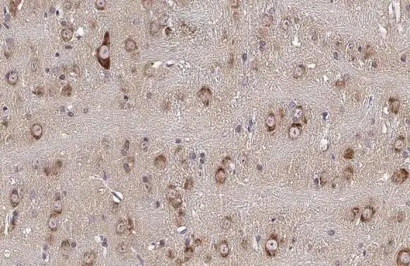 FBXL2 Antibody