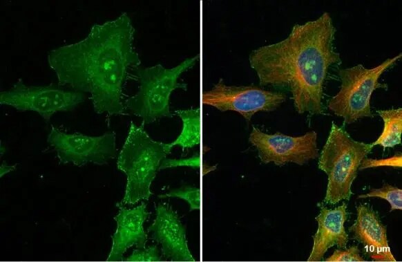 FBXL2 Antibody