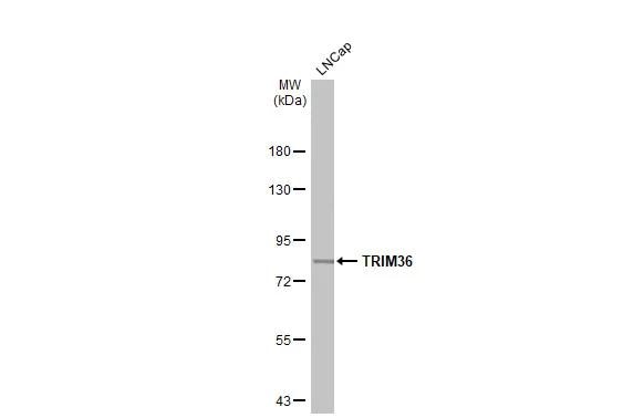 RNF98 Antibody - BSA Free