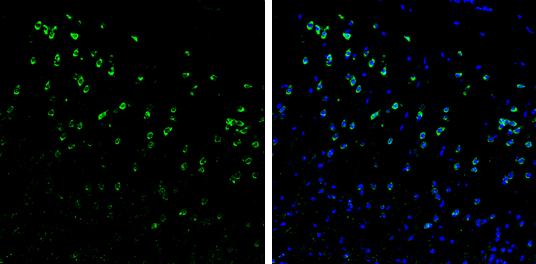 Syntenin 1 Antibody - BSA Free