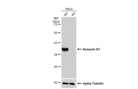 Annexin A1 Antibody