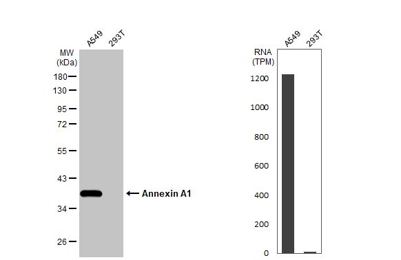 Annexin A1 Antibody