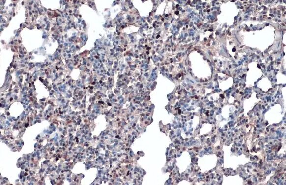 Annexin A1 Antibody