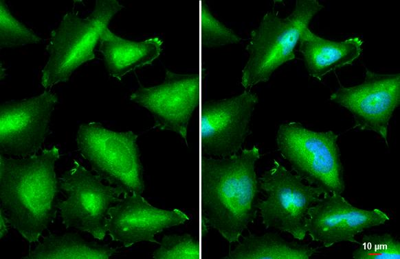 Annexin A1 Antibody - BSA Free