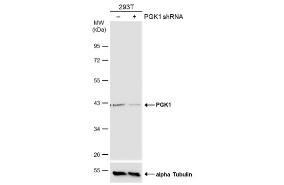 PGK1 Antibody