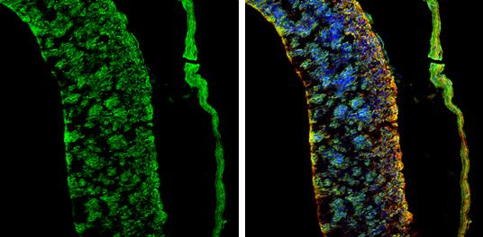 AMPD2 Antibody - BSA Free