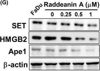 SET Antibody - BSA Free