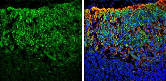 SNAP25 Antibody