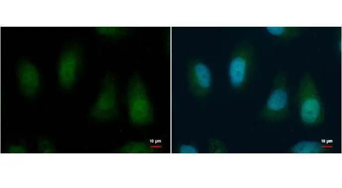 BMI-1 Antibody - BSA Free