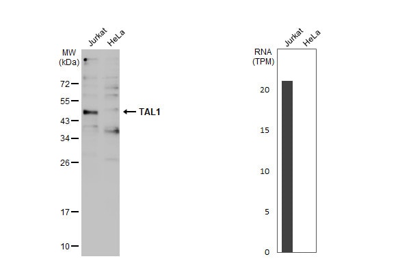 SCL/Tal1 Antibody